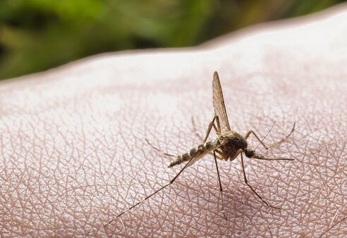 τσίμπημα κουνουπιού ως αιτία προσβολής από παράσιτα