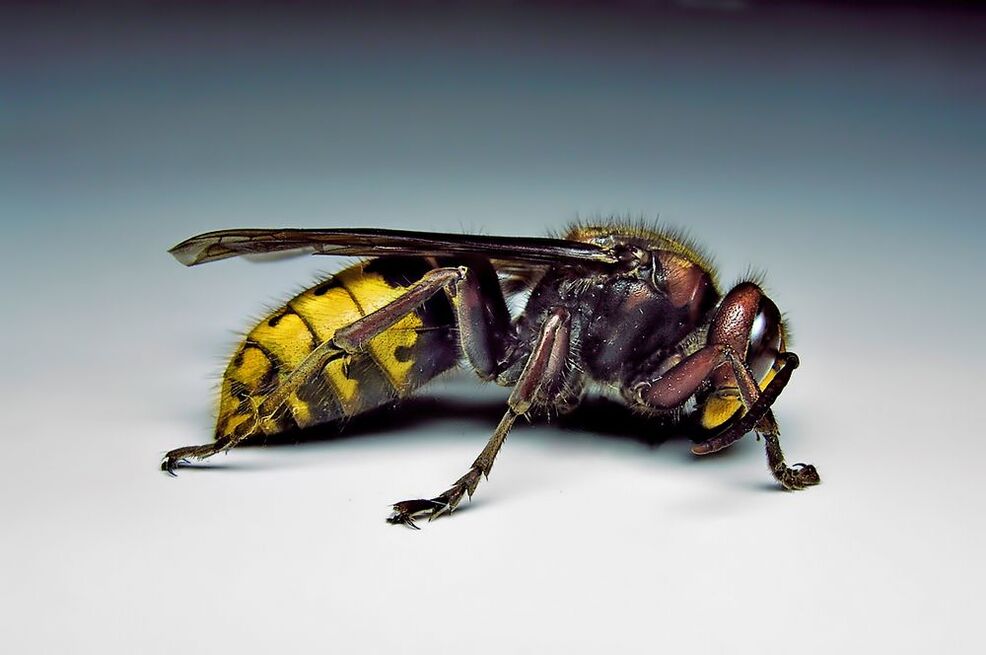 τα έντομα μπορούν να μολύνουν τον άνθρωπο με παράσιτα