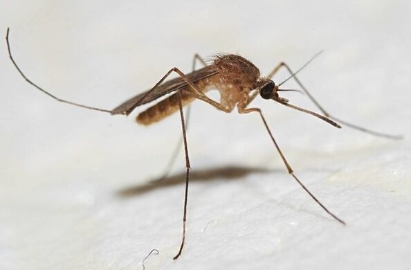 Τα κουνούπια είναι οι κύριοι φορείς των παρασίτων του δέρματος